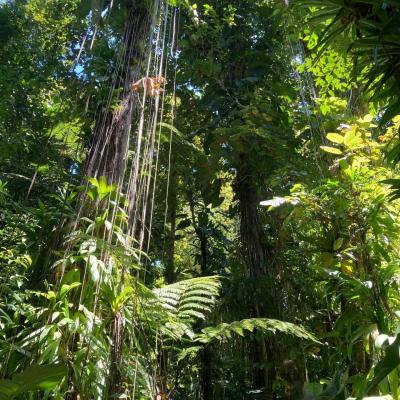 Monts caraibe 2